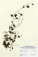 藏品(乞食碗)的圖片